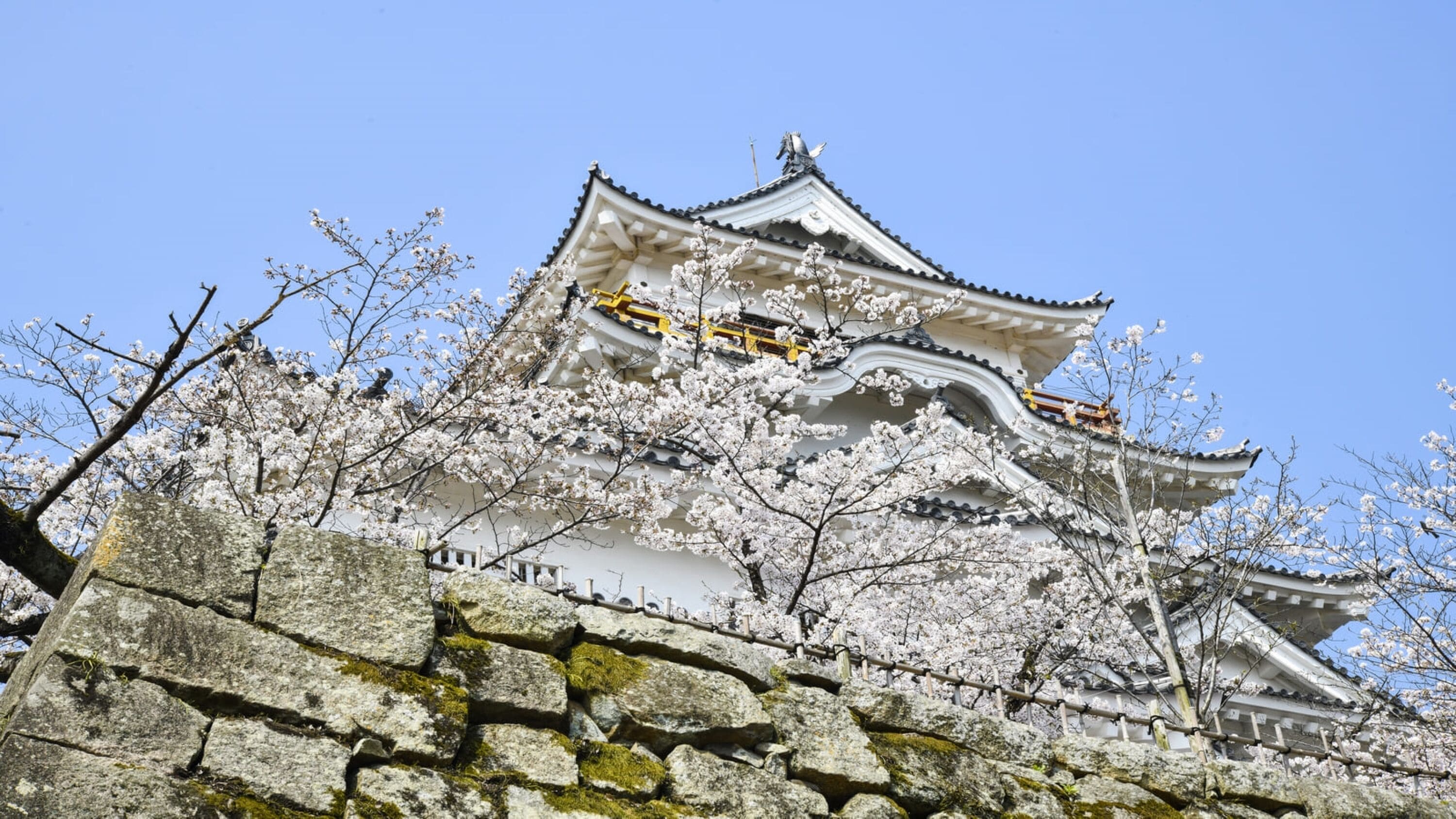 A traditional Japanese castle with white walls and golden accents, surrounded by cherry blossom trees.