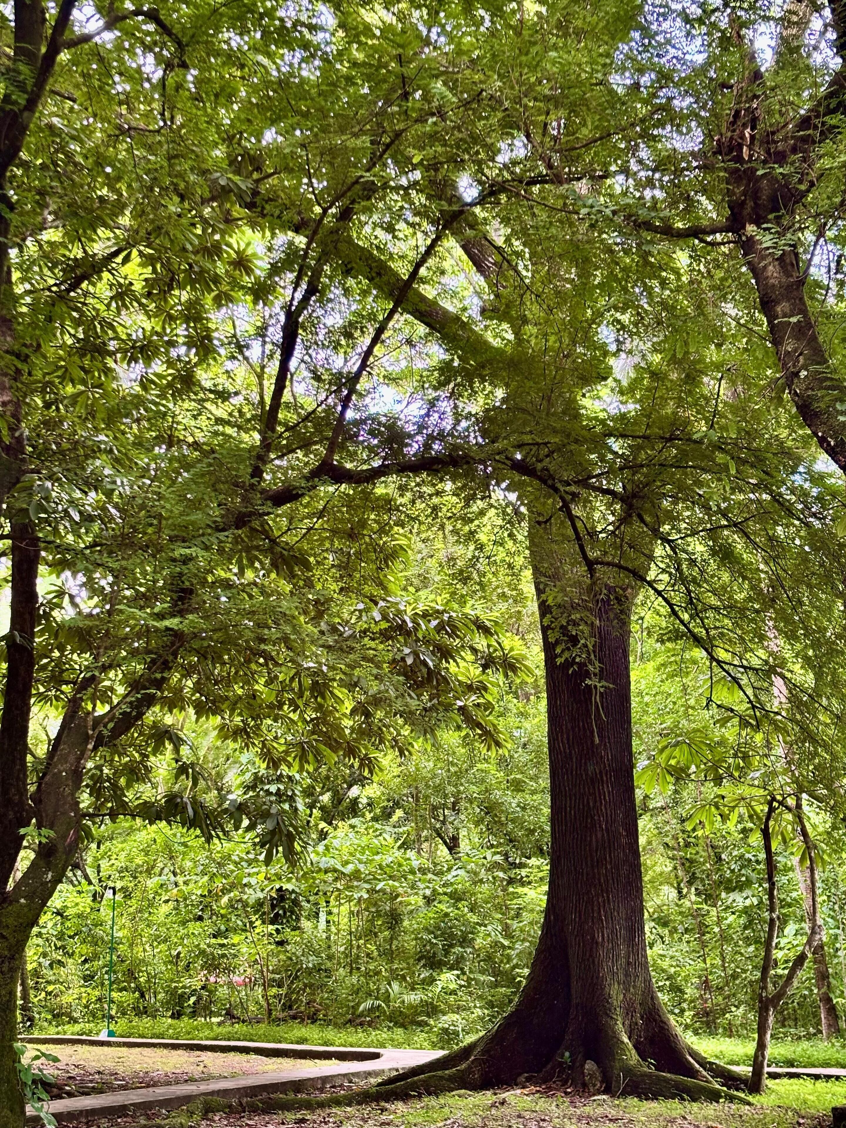 Photo - Hotel Nututun Palenque
