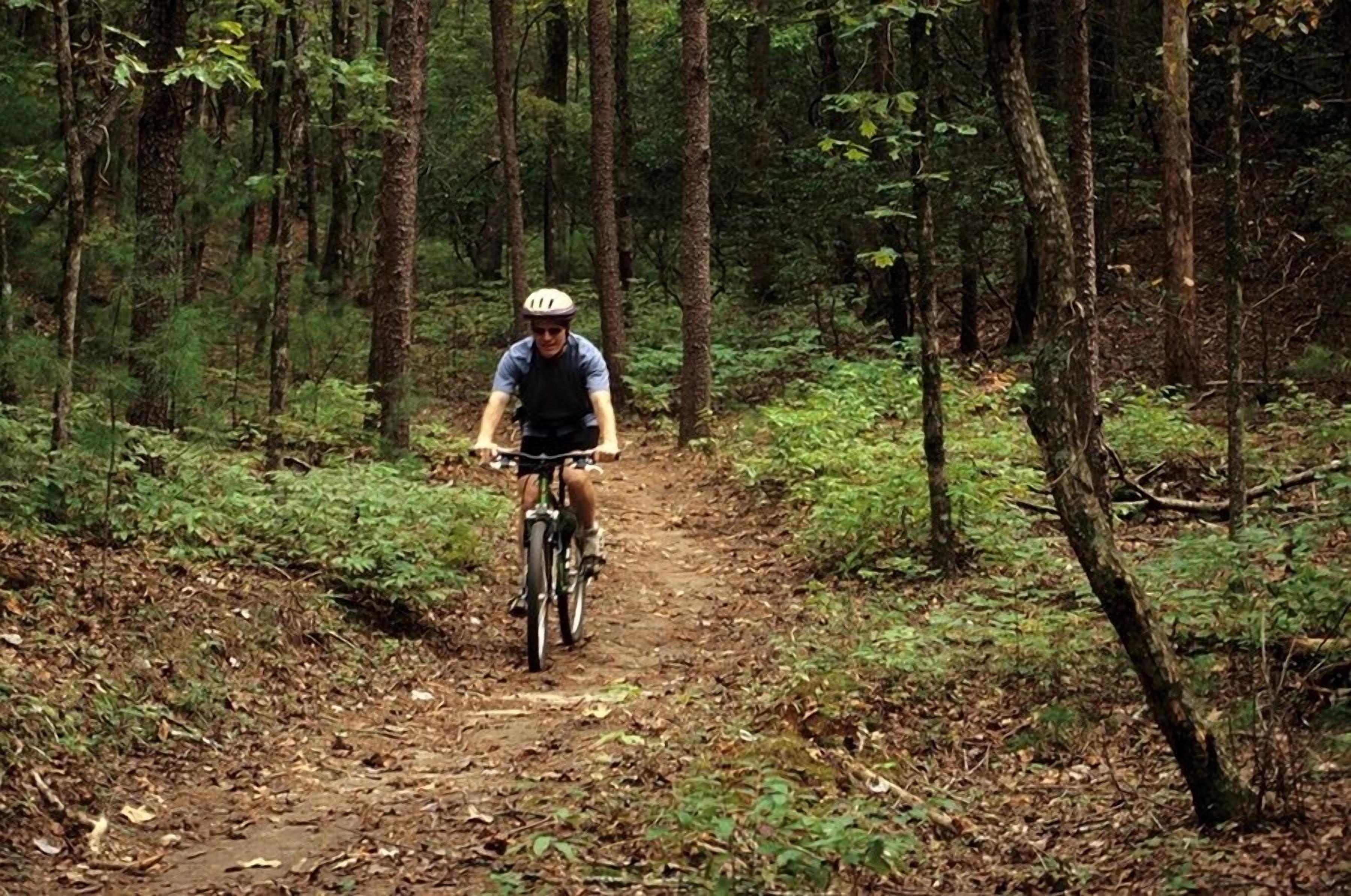 Eine Person fährt Fahrrad auf einem Waldweg.