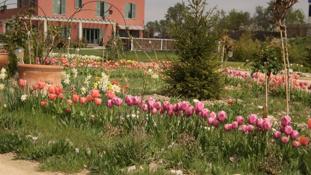 Un jardín con diversas flores y un edificio al fondo.