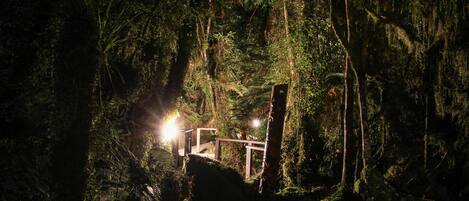 A forest path with a wooden bridge and a light source at the end.