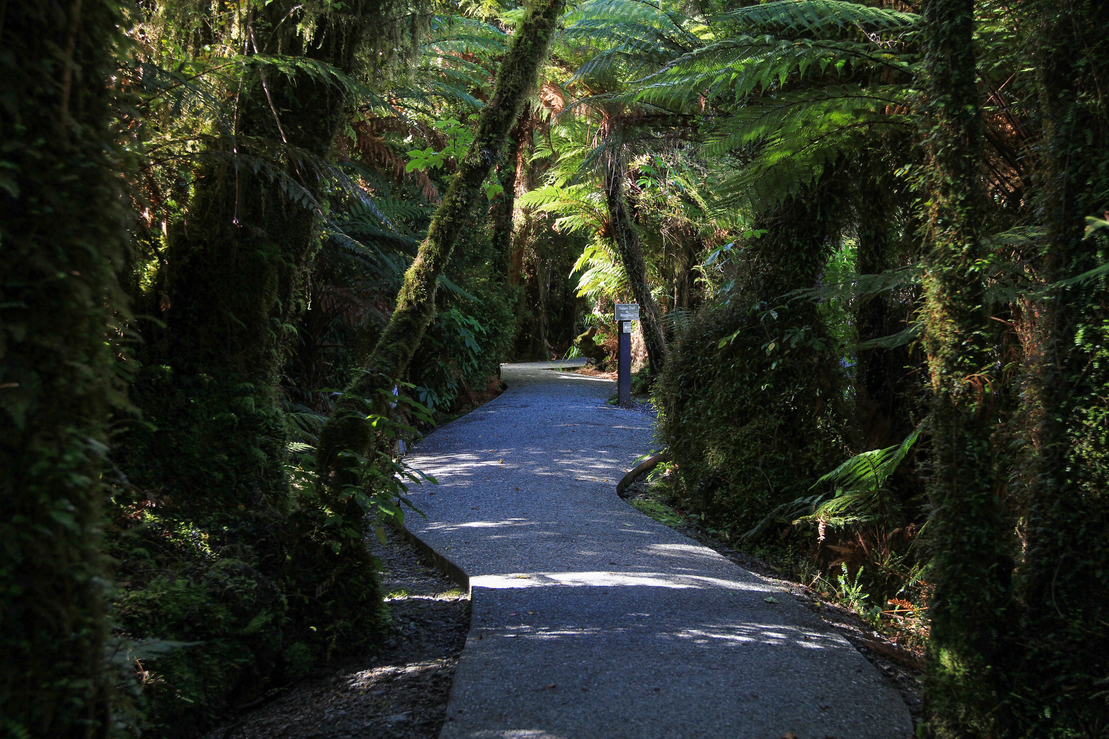 A narrow, paved path flanked by dense, green ferns and trees, leading into a forested area.