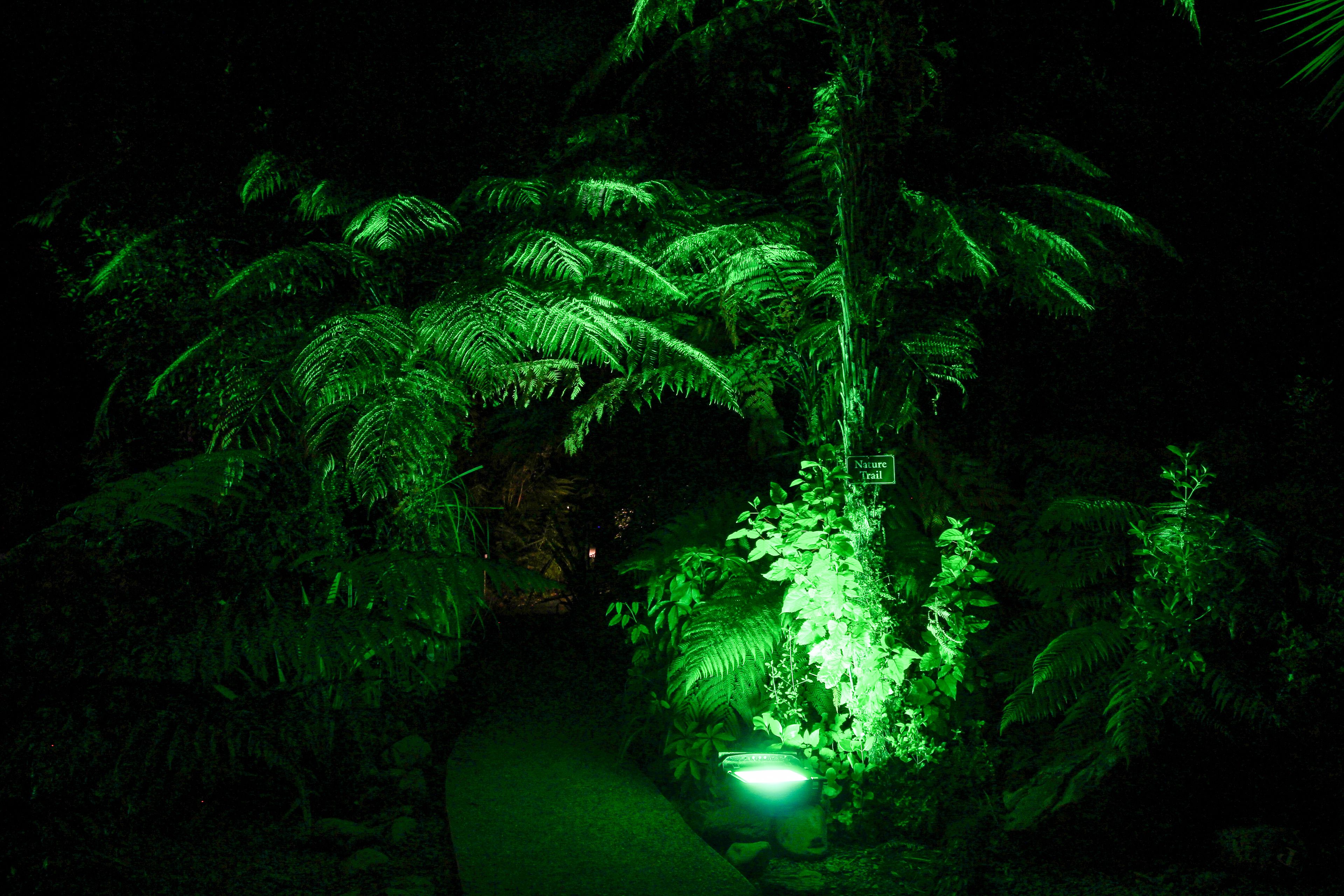 A dimly lit garden with dense foliage and a pathway.