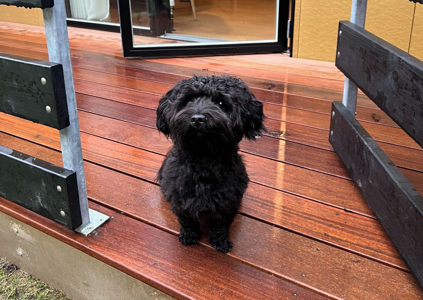 Un chien noir est assis sur une terrasse en bois.