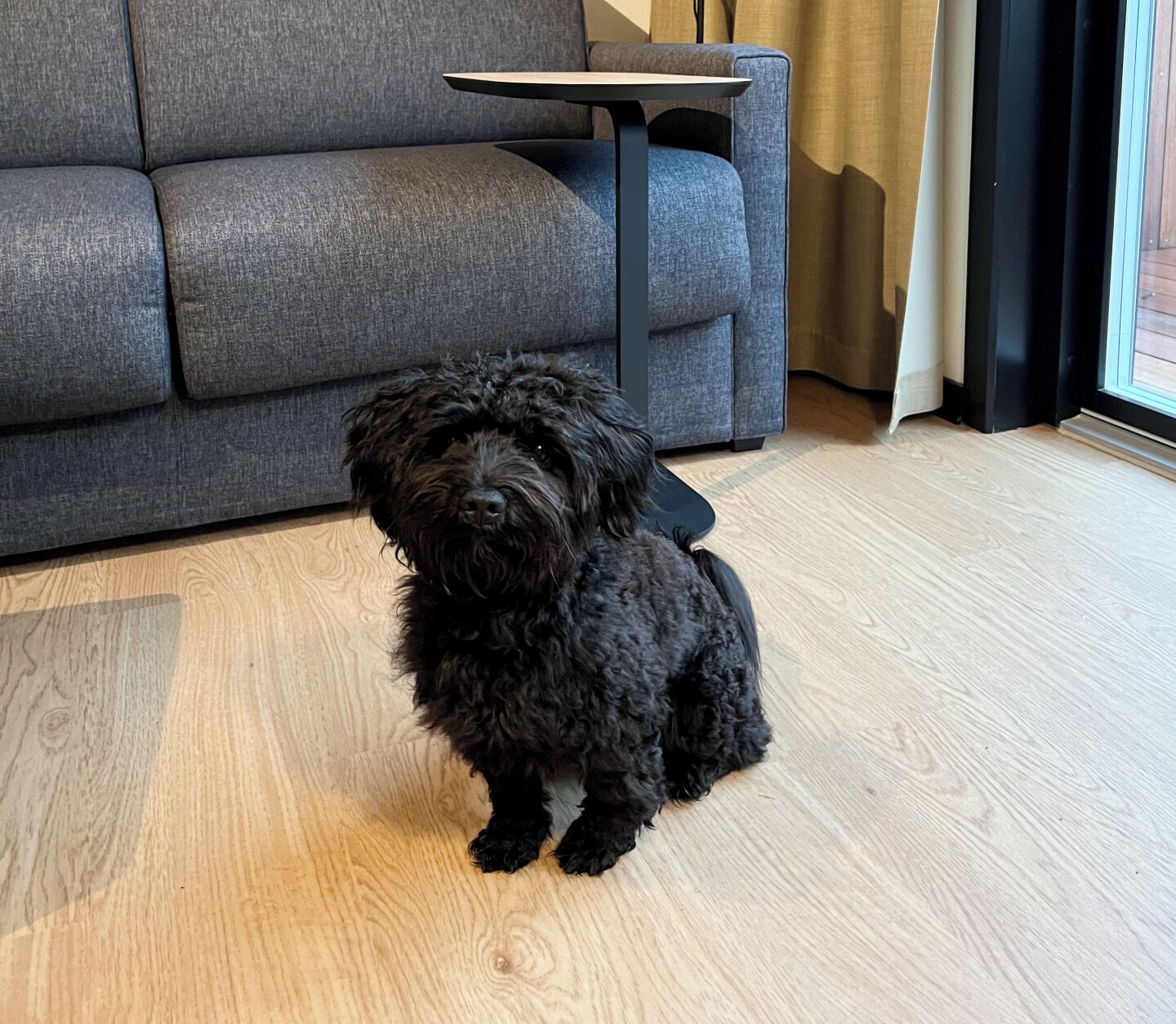Un cane nero seduto su un pavimento di legno in una stanza con un divano grigio e un piccolo tavolino nero.