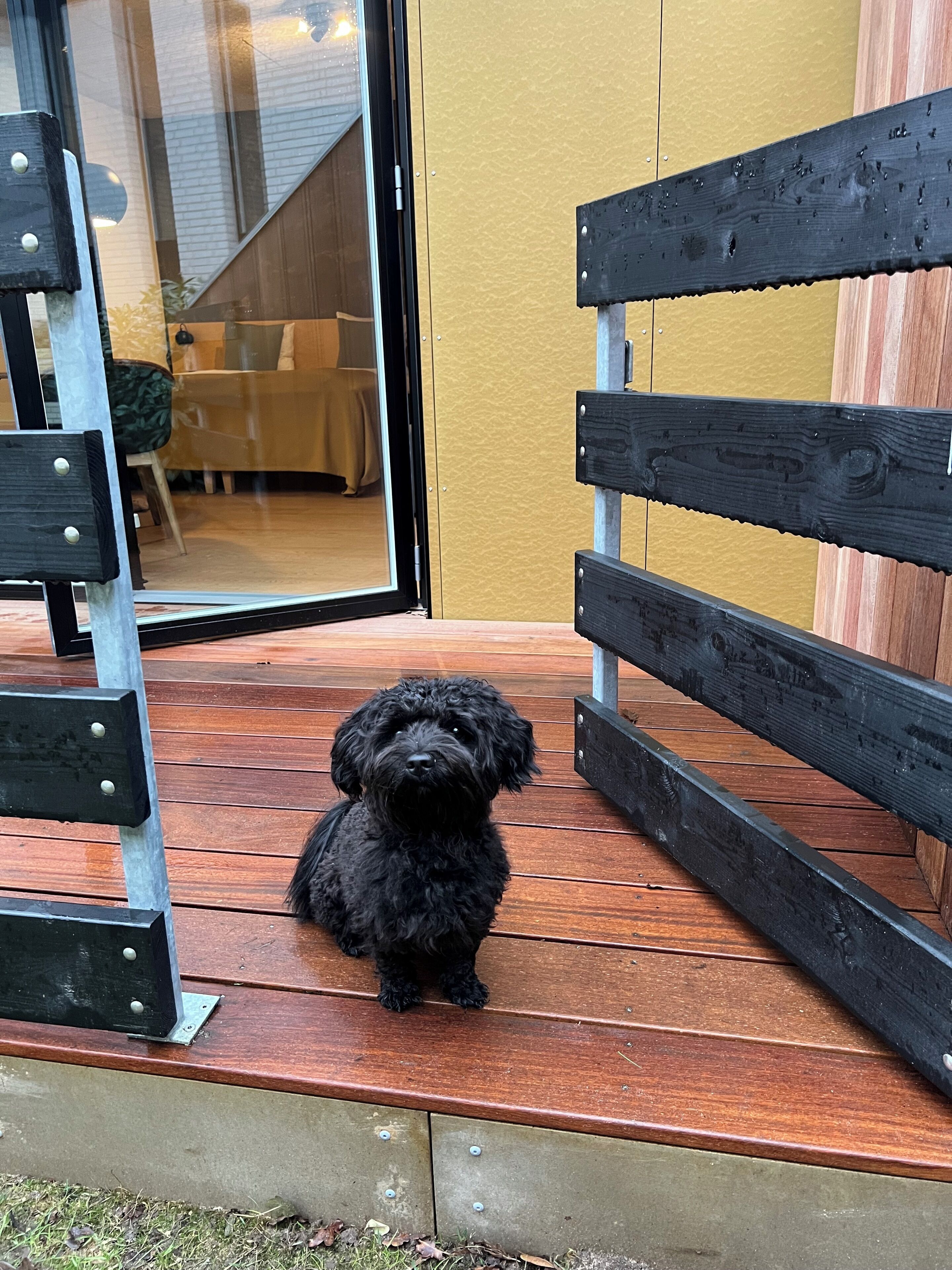 A black dog sitting on a wooden deck with a glass door leading to an interior space.