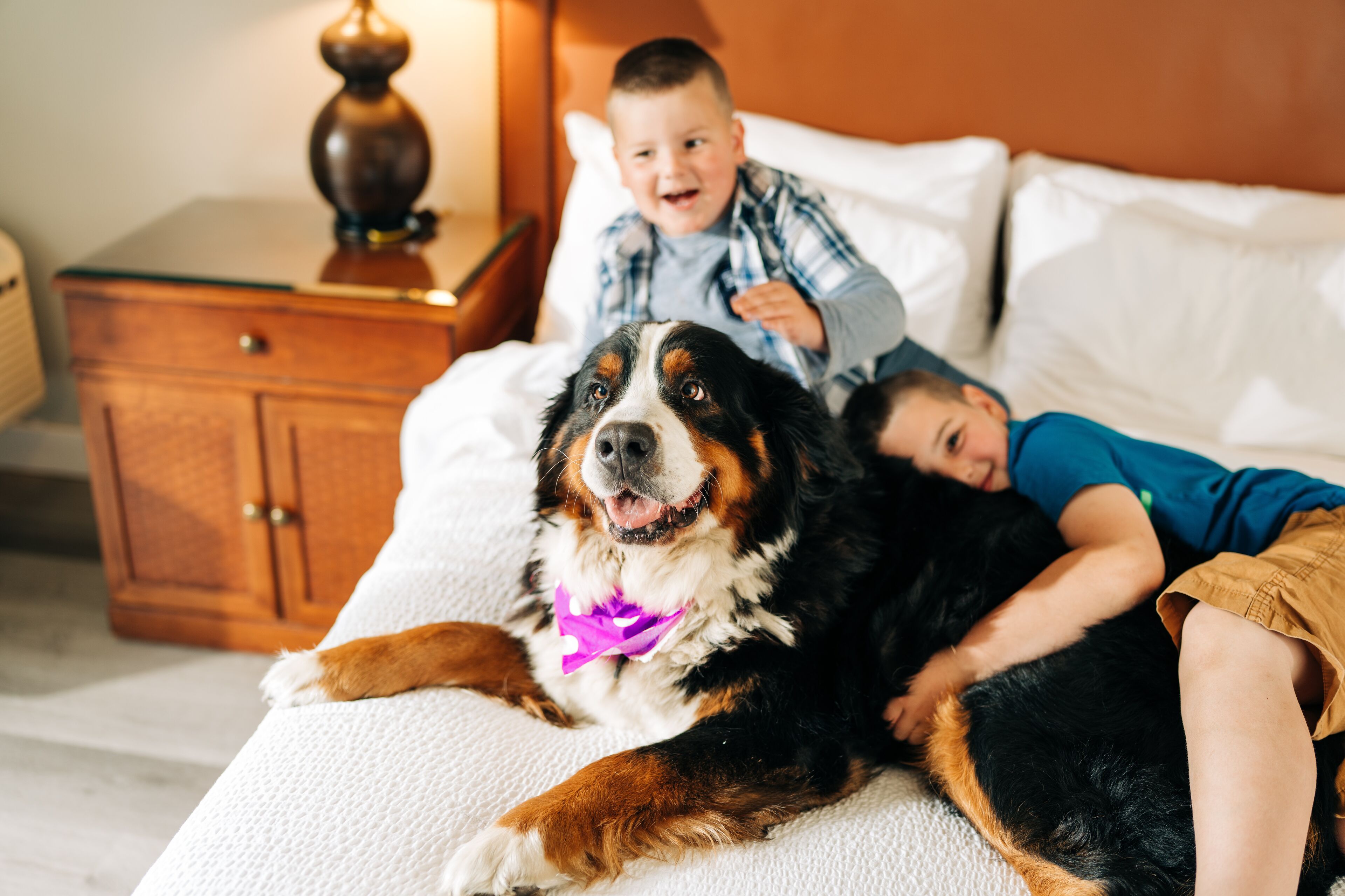 Pet-friendly