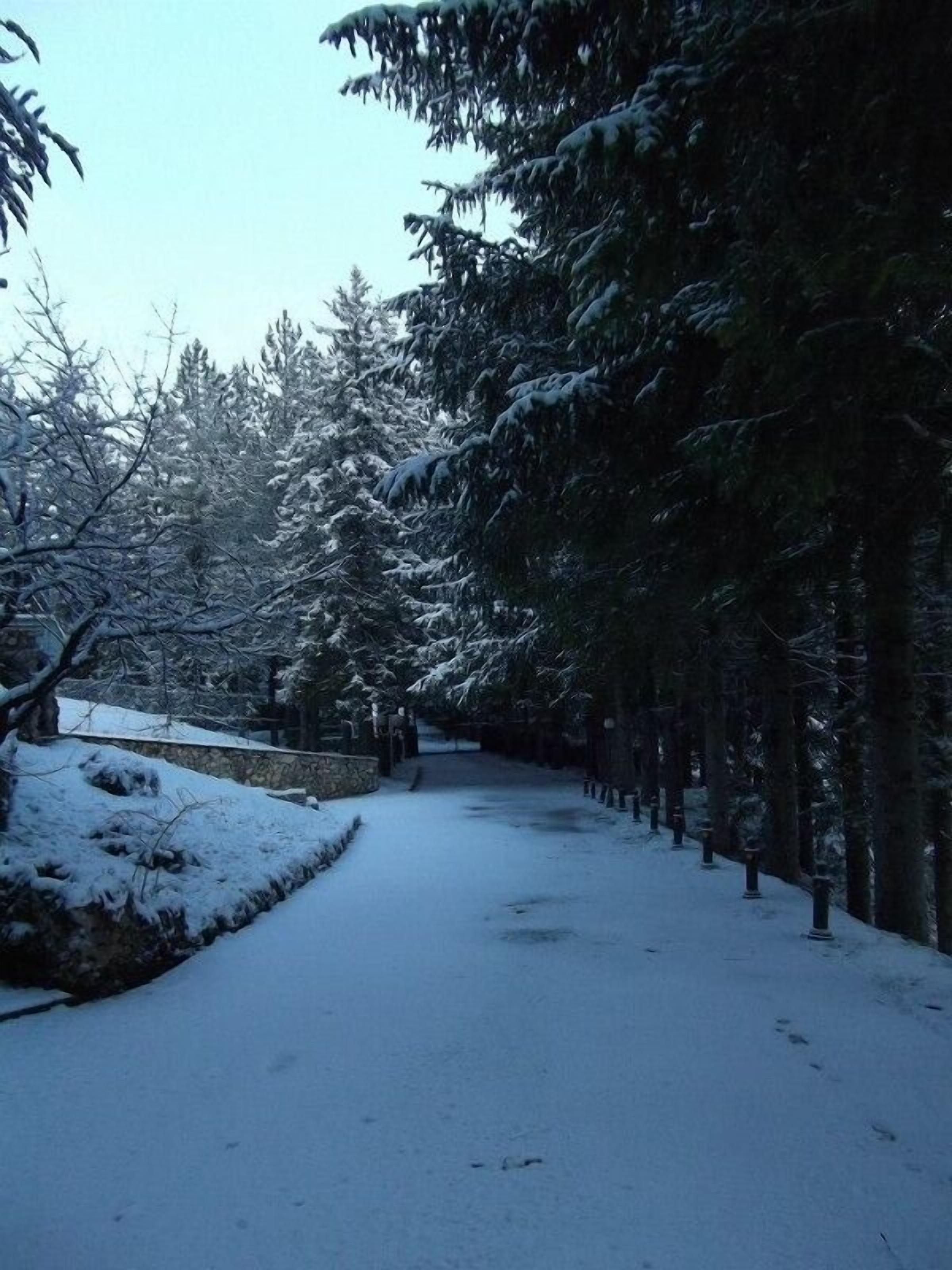 Un sentiero innevato affiancato da alberi sempreverdi, che conduce a un muro di pietra.