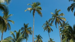 A clear blue sky with tall palm trees. - Tayrona Tented Lodge (Santa Marta)