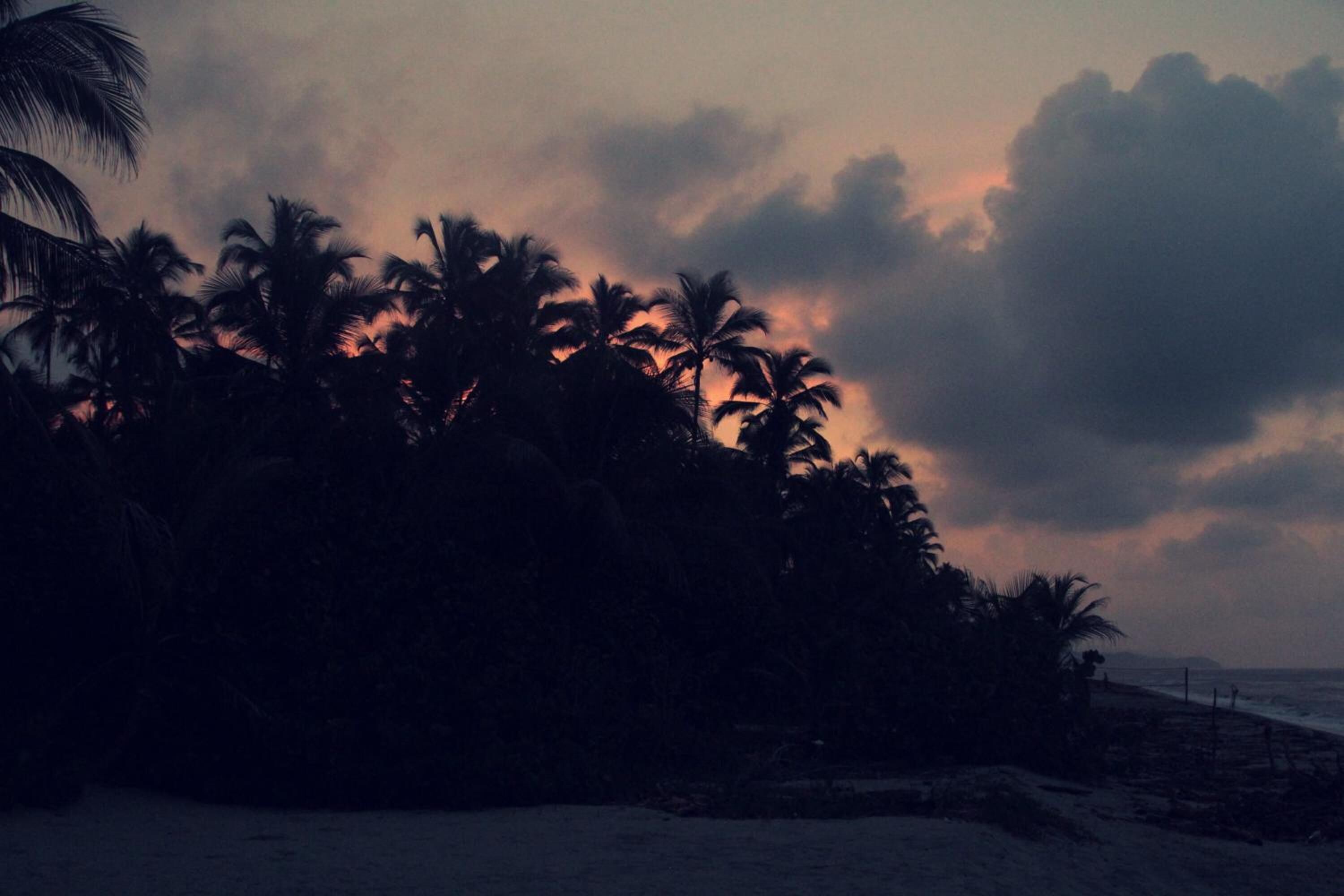 Ein Strand mit Palmen und einem bewölkten Himmel.
