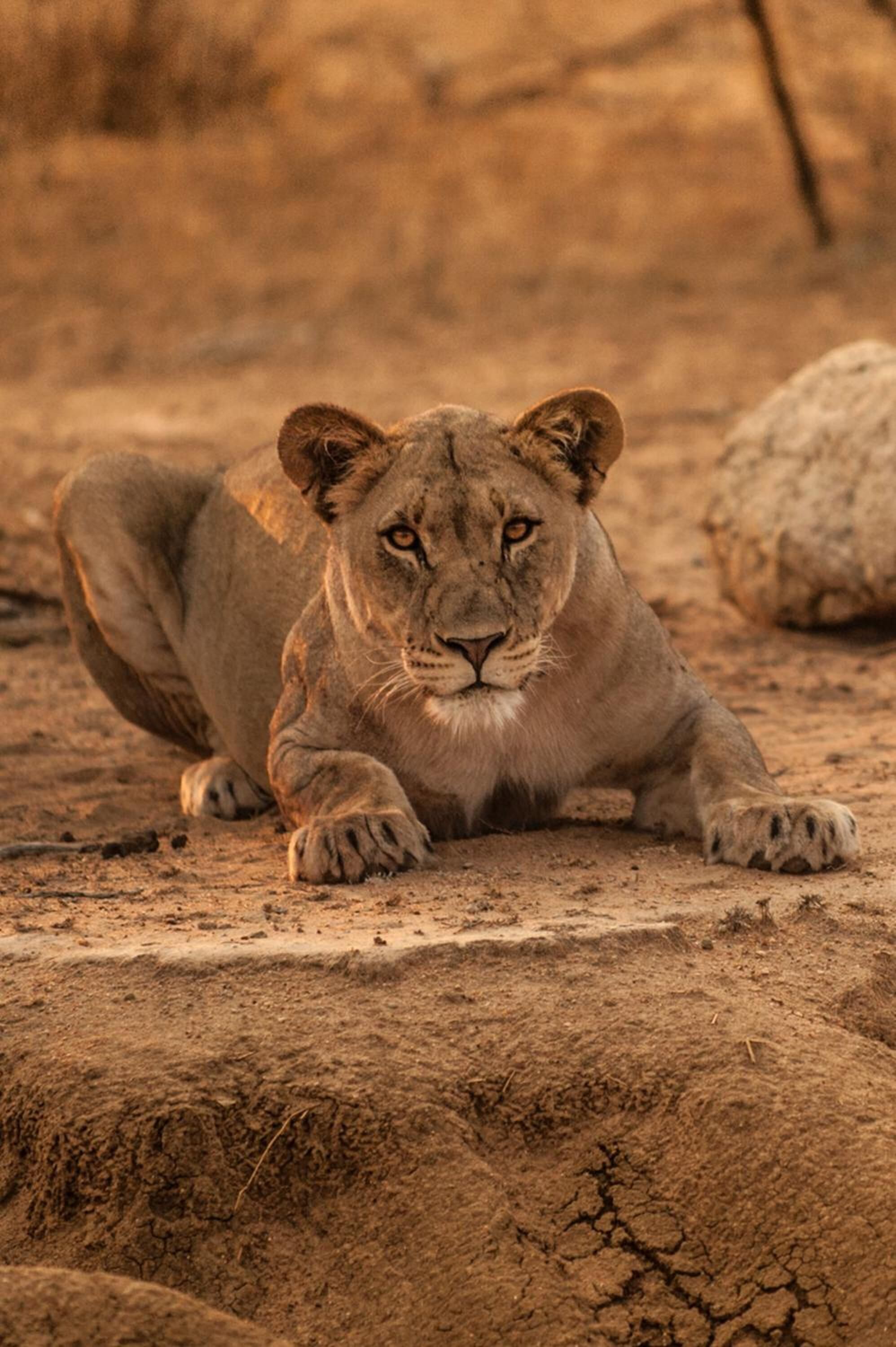 Un león descansando sobre tierra seca y agrietada.