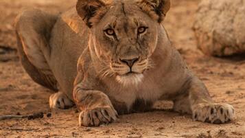 Un león descansando sobre tierra seca y agrietada.