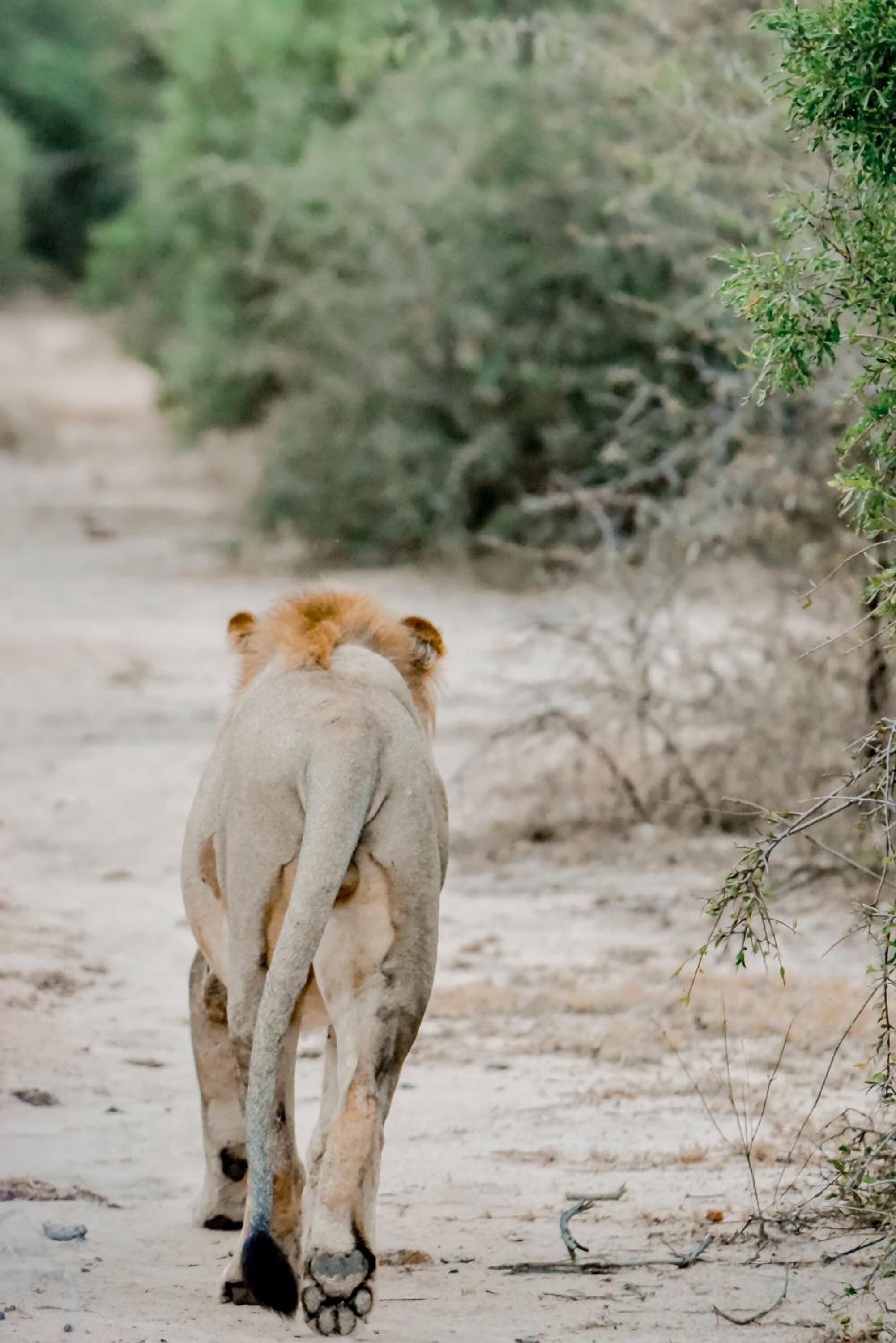 A lion walking on a dirt path surrounded by sparse vegetation.