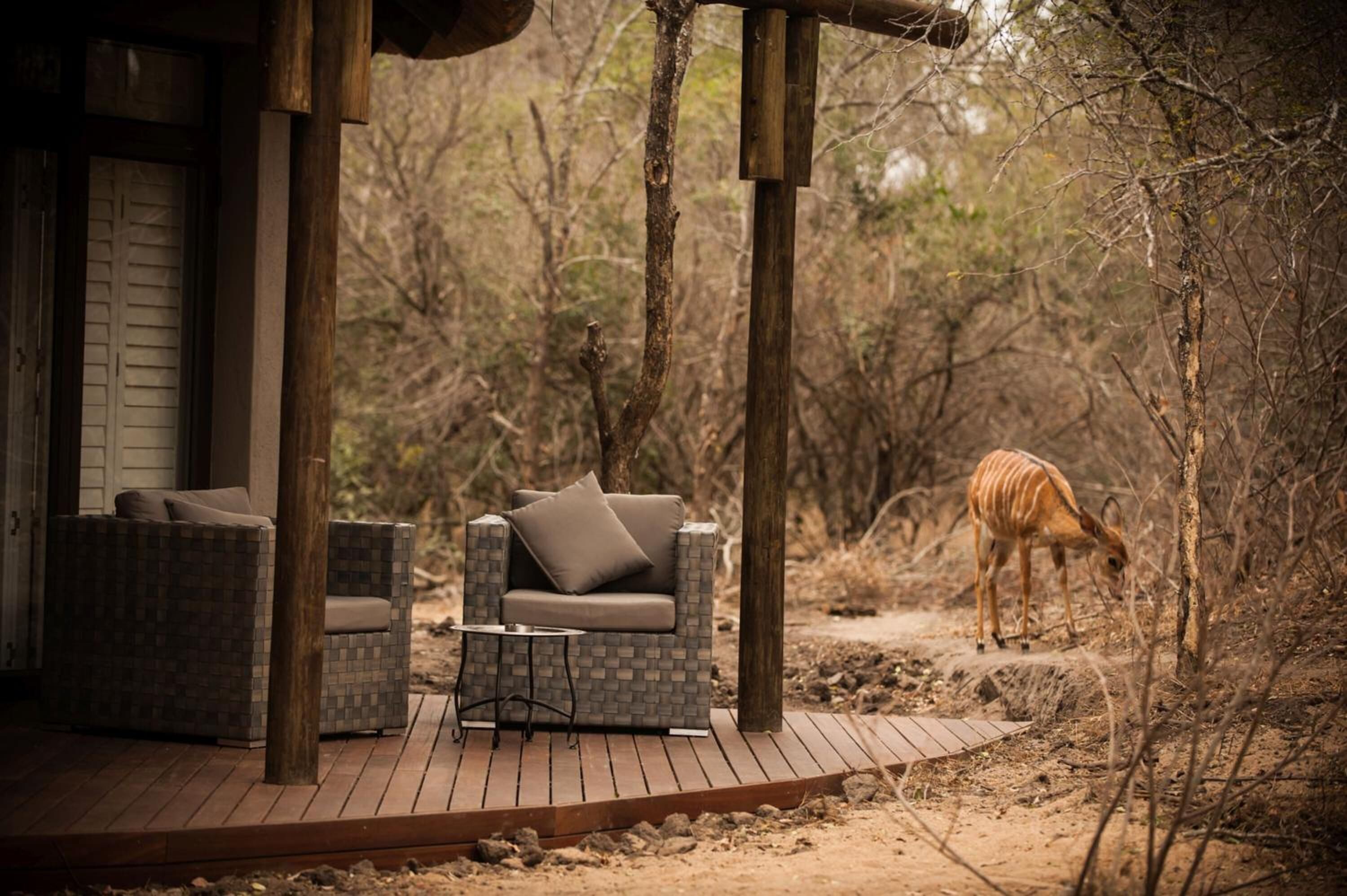 A wooden deck with two wicker sofas and a small table, surrounded by dry vegetation and a giraffe in the background.