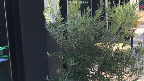 Um edifício com fachada preta e uma oliveira em vaso à frente.