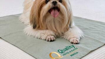Un perro pequeño sobre una cama con una toalla verde que dice 'Quality Hotel & Suites Brasilia'.