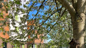 A tree with a birdhouse and a building with green windows in the background. - Ibis Styles Flers (Flers)