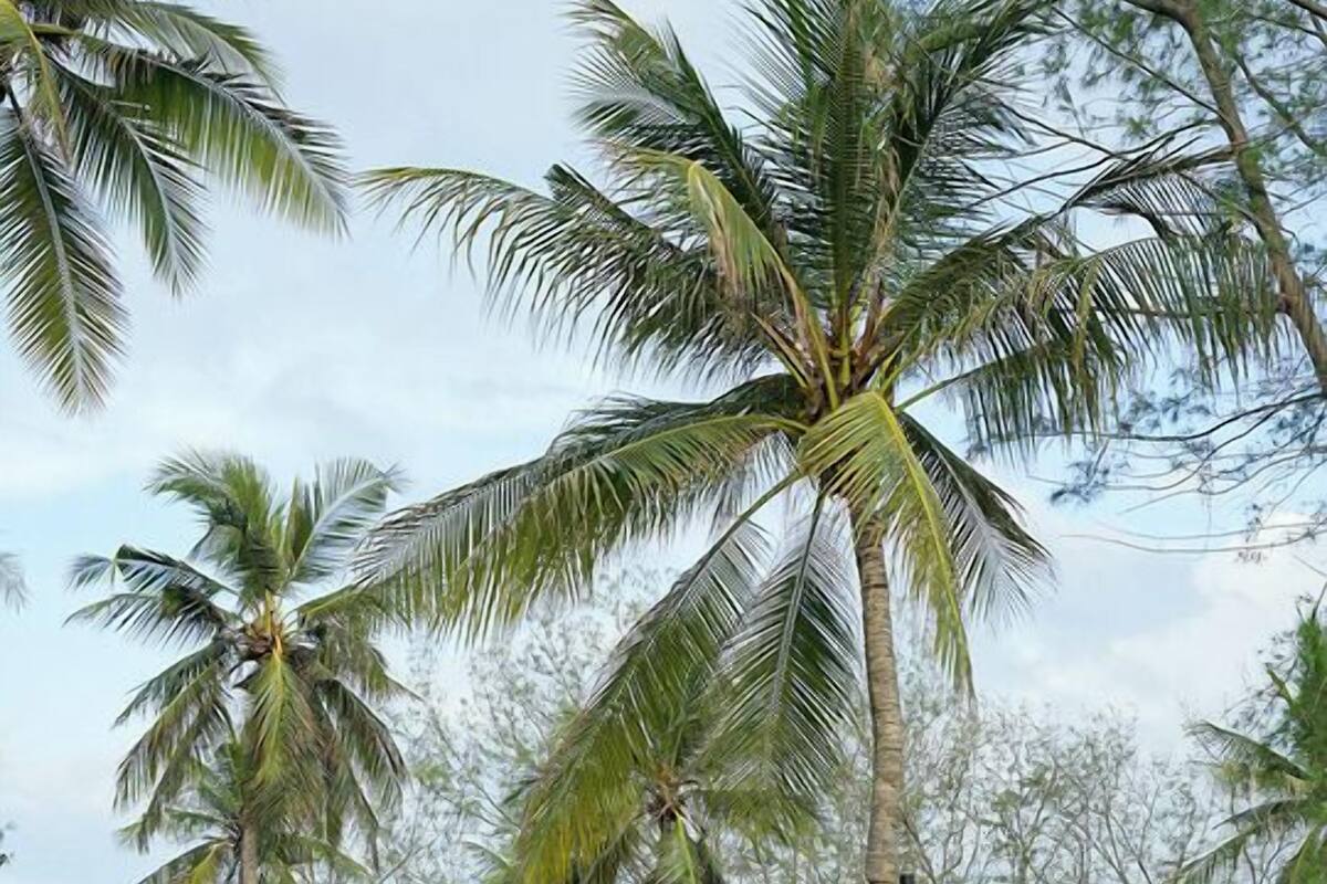 A thatched-roof hut with a porch, surrounded by a well-maintained lawn and palm trees.