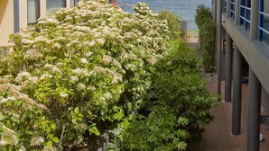 Un edificio con vistas al mar, un jardín con plantas en flor y un camino pavimentado.