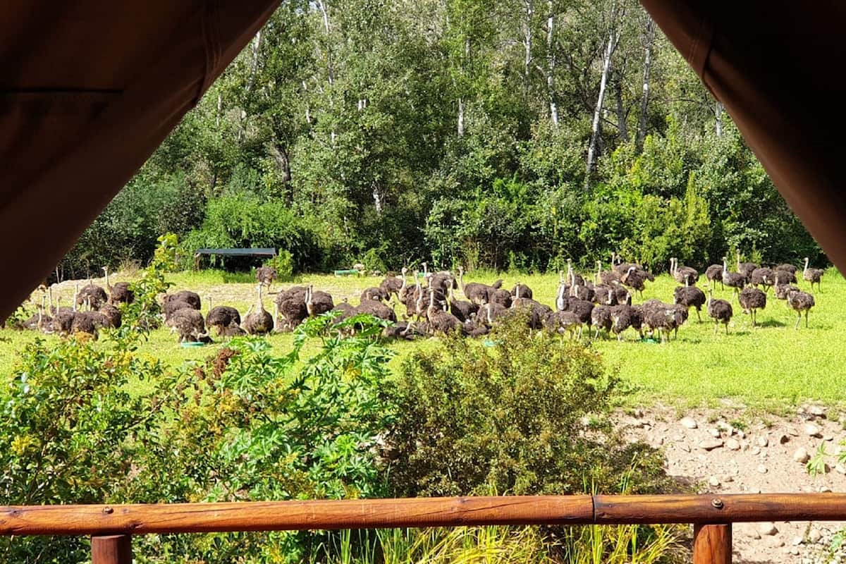 Een groep struisvogels in een grasveld met bomen op de achtergrond.