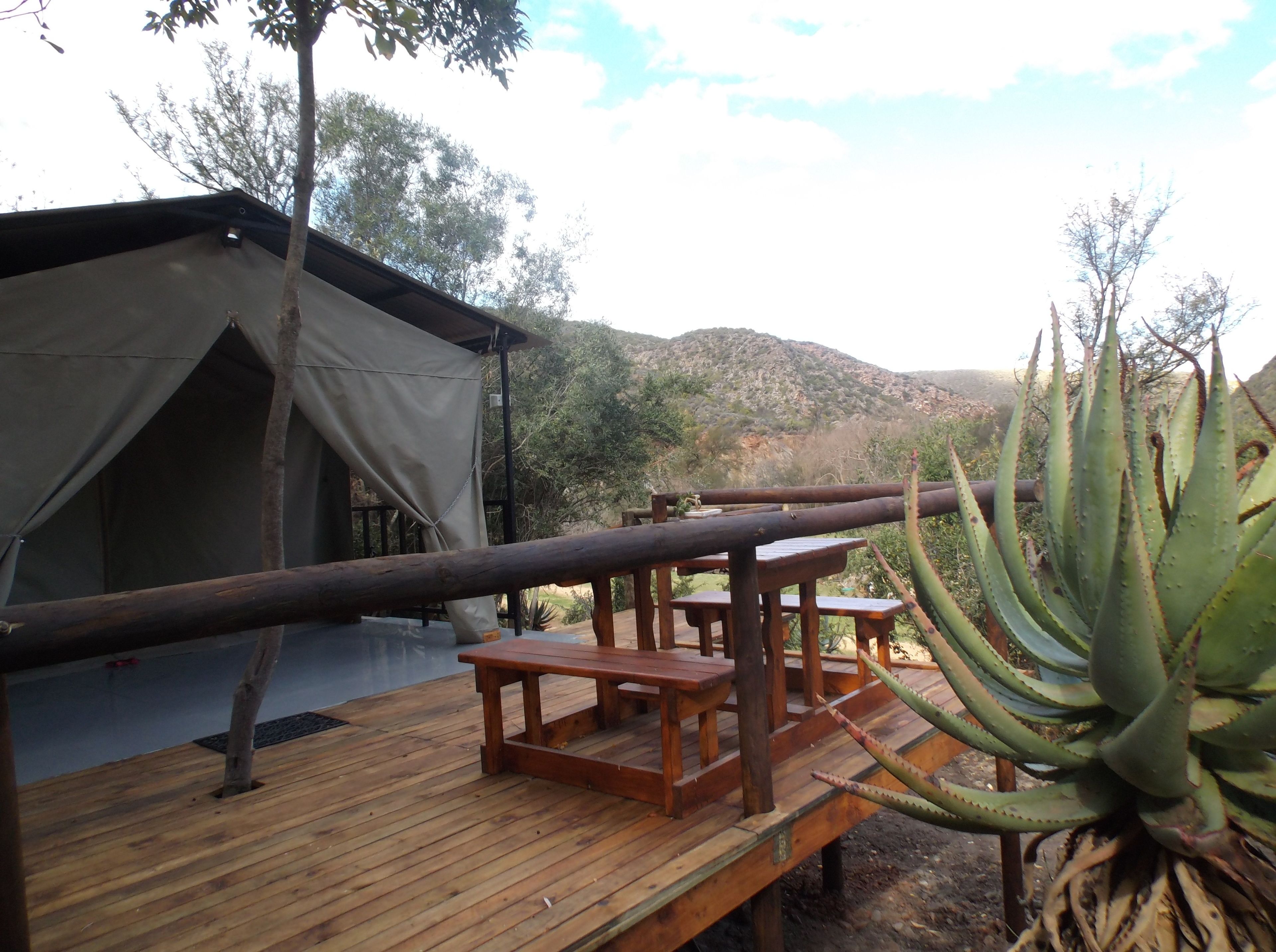 A wooden deck with a table and benches, a tent, and a large aloe vera plant.