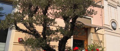 Un edificio con un árbol grande al frente, plantas en macetas con flores rojas y un letrero que dice "San Fado".