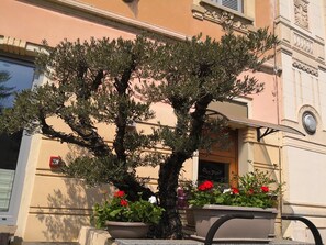 Een gebouw met een grote boom ervoor, planten in potten met rode bloemen en een bord met de tekst 'San Fado'.