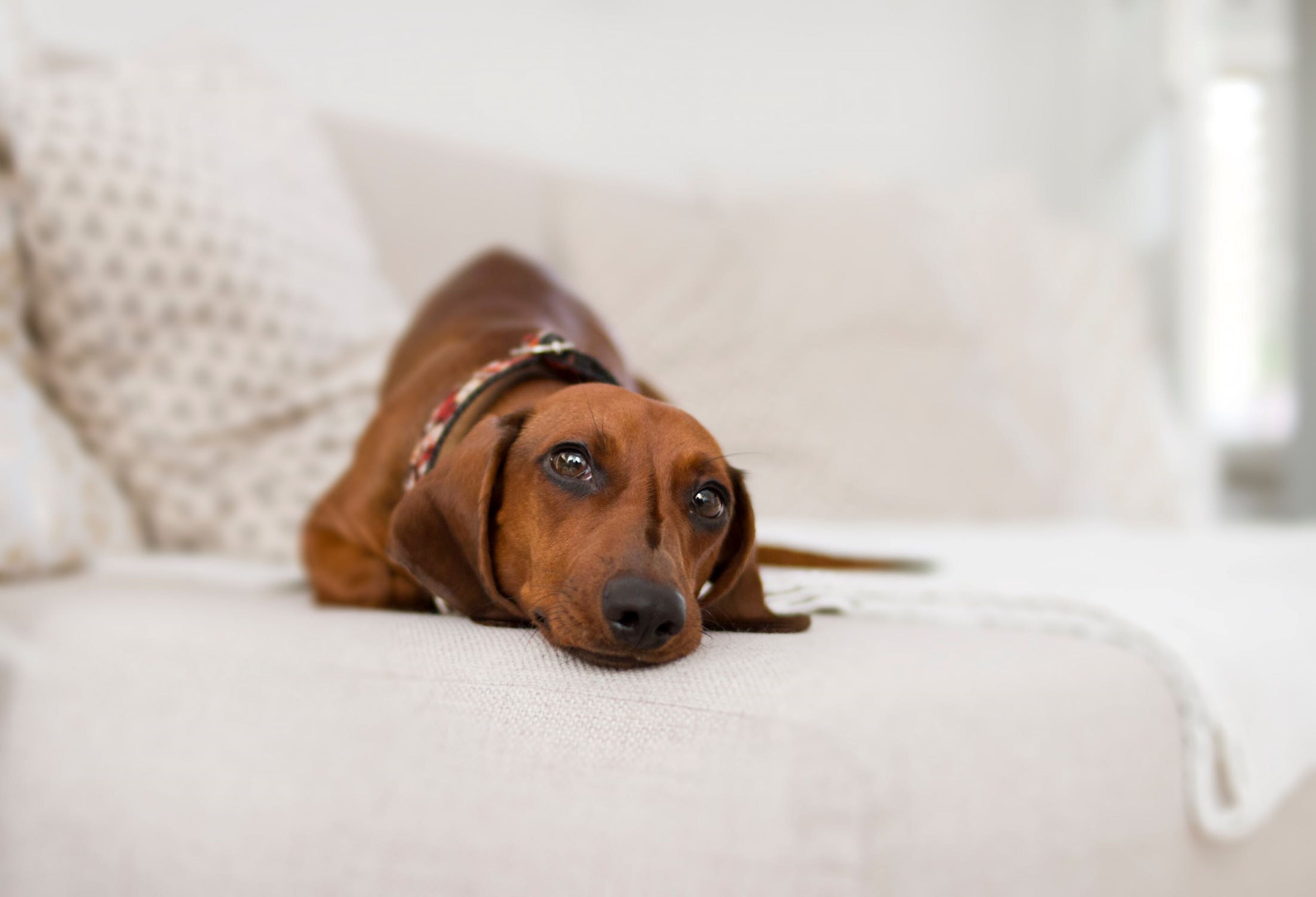 A dog lying on a white couch with a patterned pillow in the background.