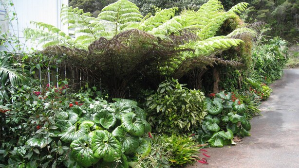 Un jardin luxuriant, parsemé de diverses plantes et de fougères, longe un sentier.