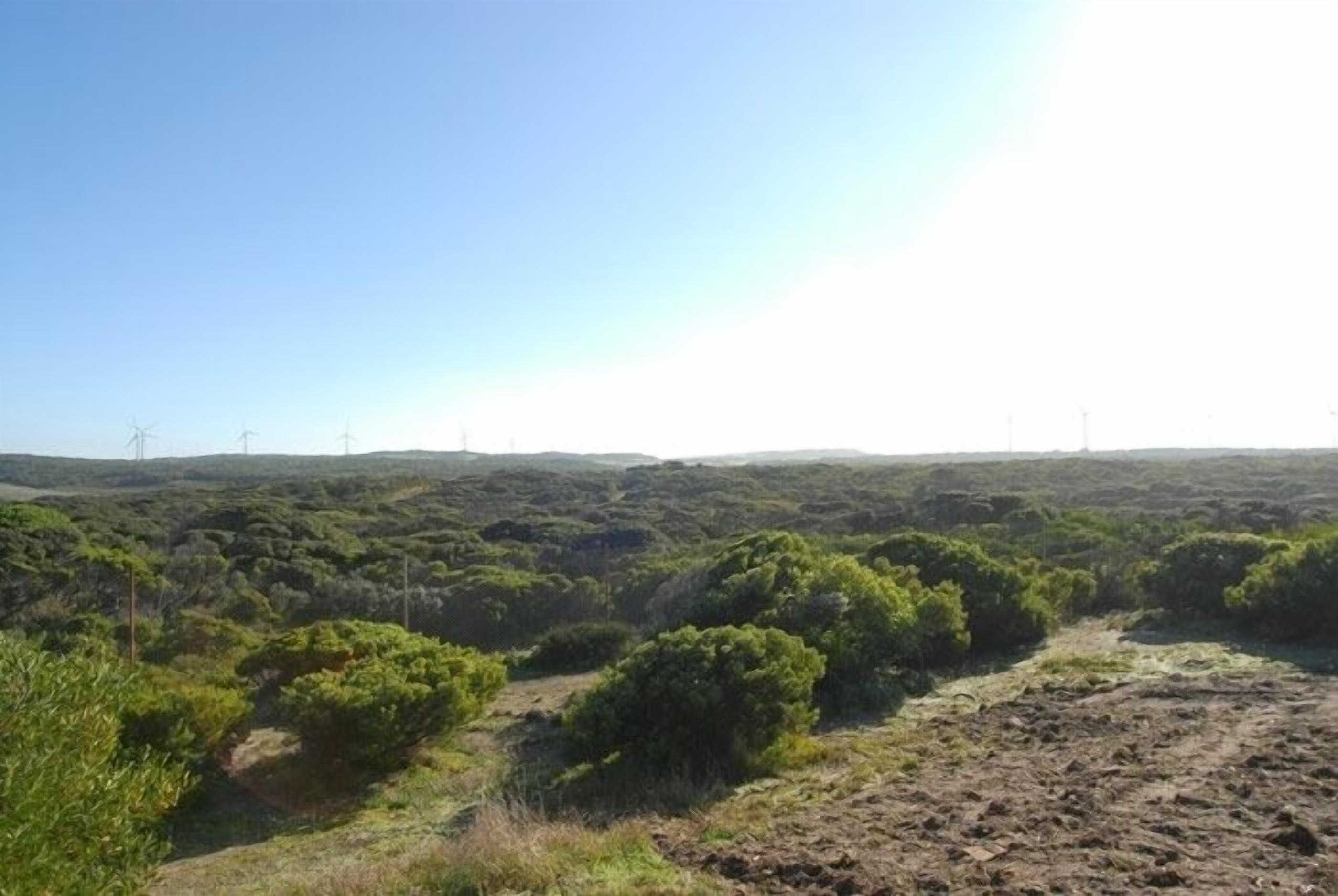 A natural landscape with dense vegetation and wind turbines in the distance.