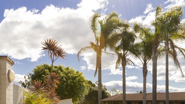 Una piscina con sillas de descanso, palmeras y cielo despejado.