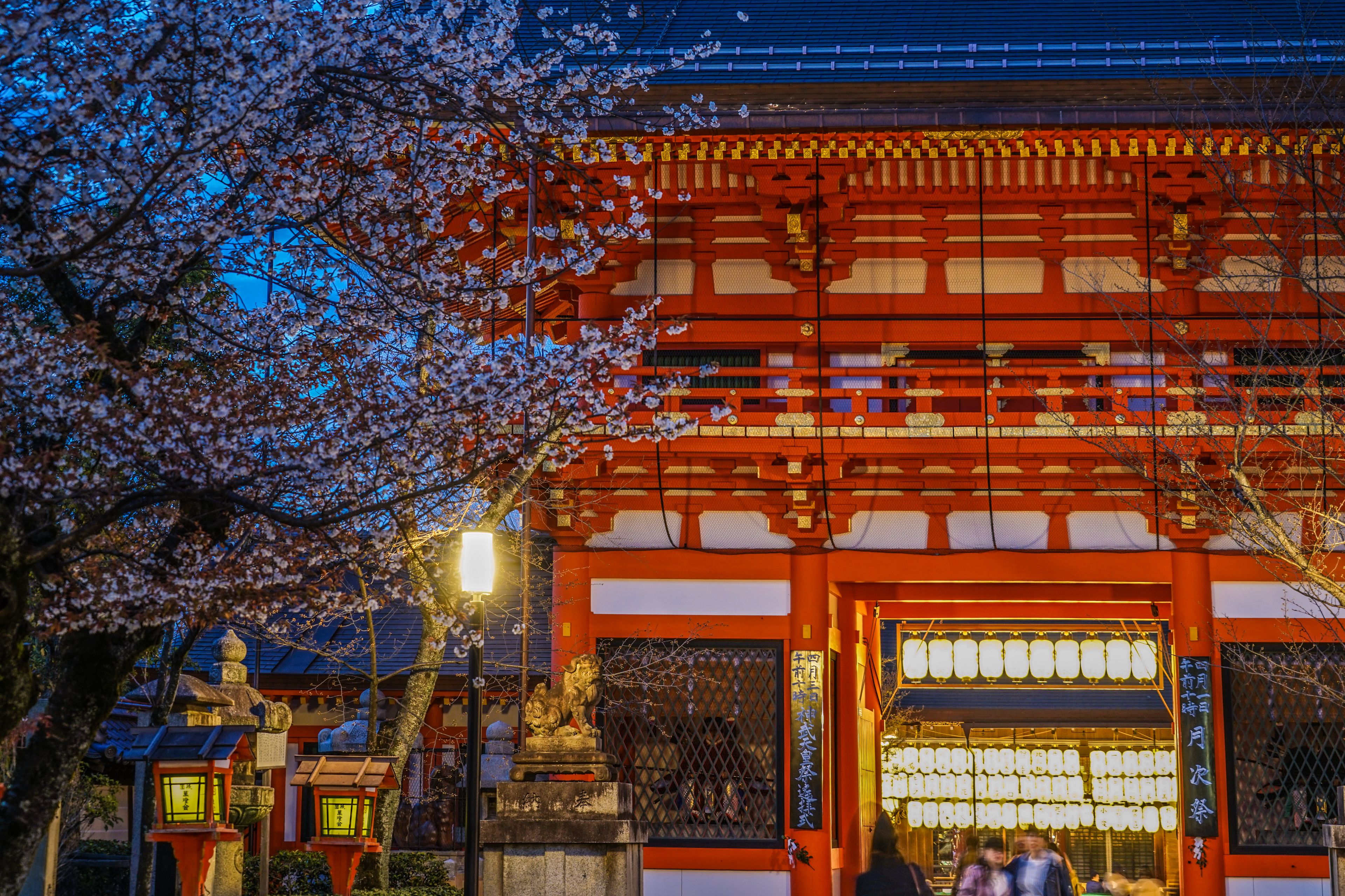 Un edificio japonés tradicional con un torii rojo, faroles de piedra y un cerezo en flor.