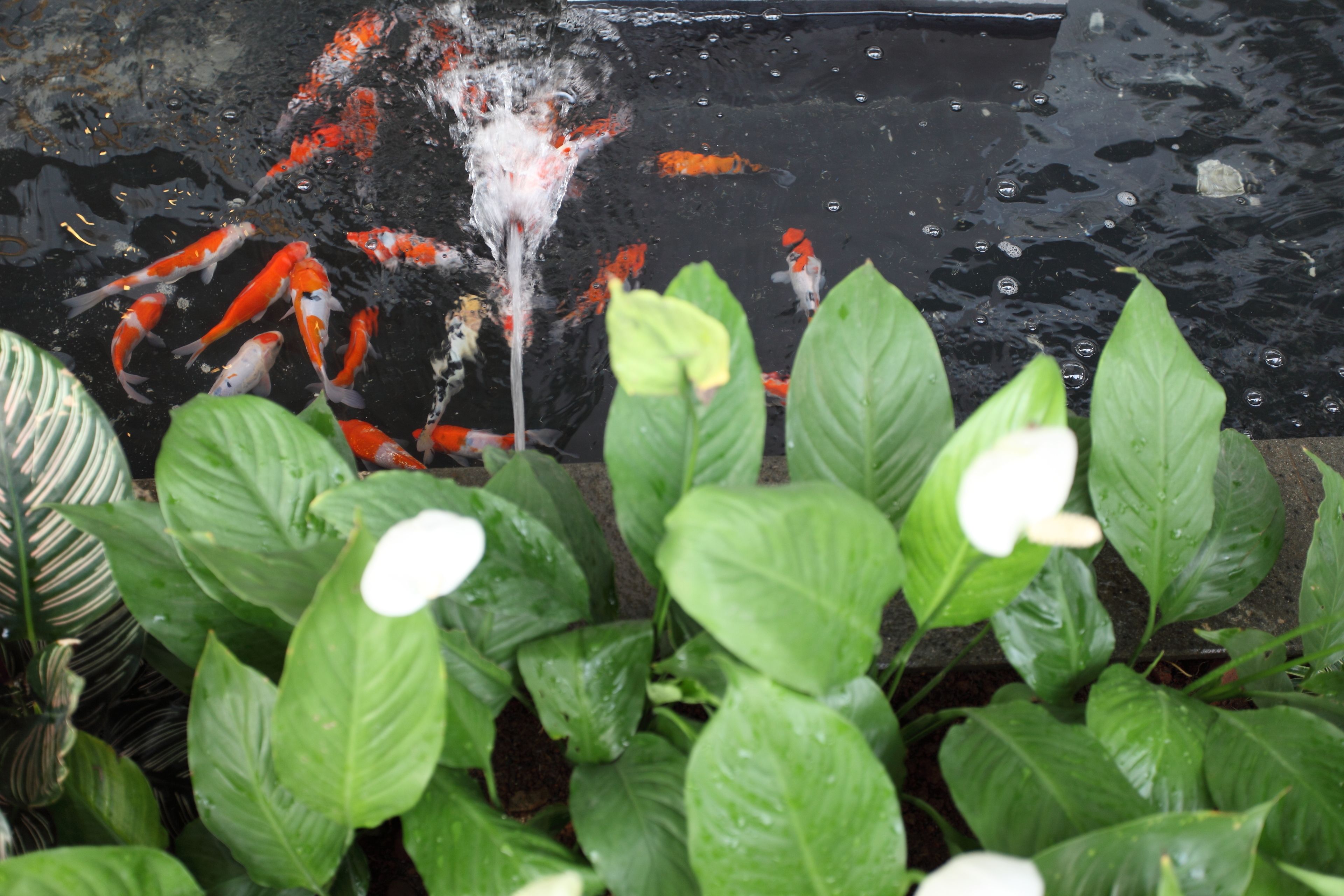 En dam med koi-karper, vandliljer og en springvand.