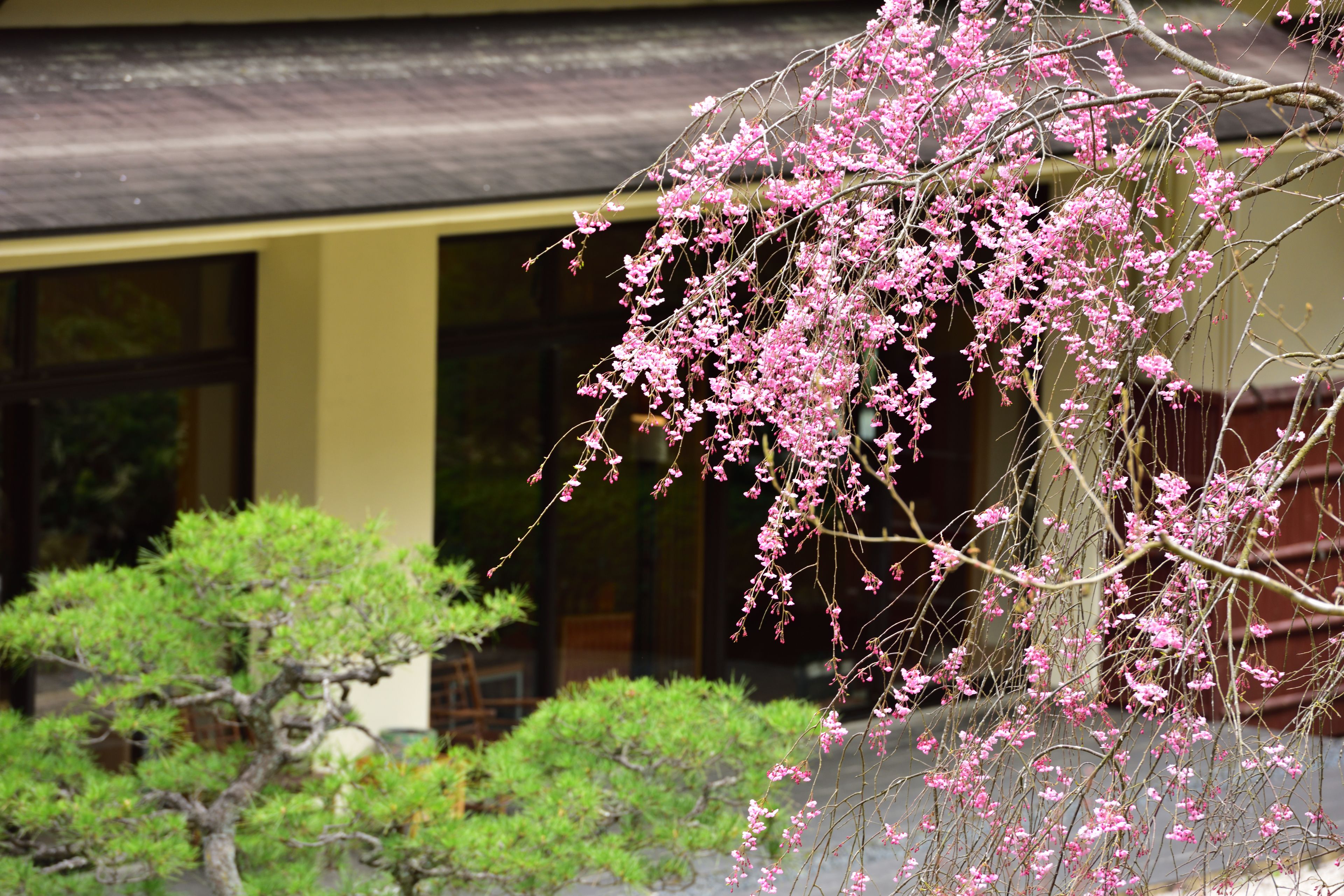 A traditional building with a wooden structure and a garden with various plants and a tree.