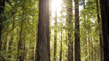 Un sendero en un bosque, con árboles altos y helechos.