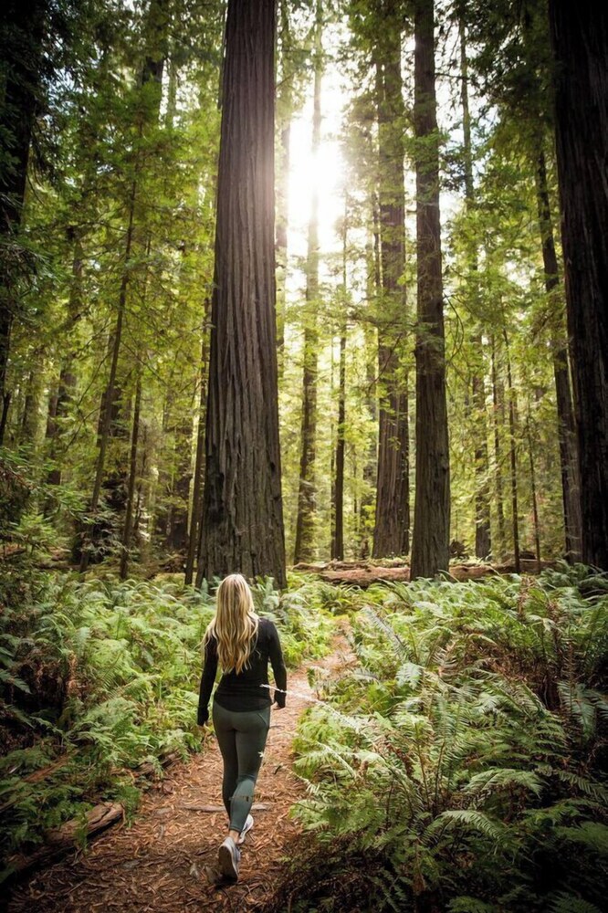 Redwood Suites by null