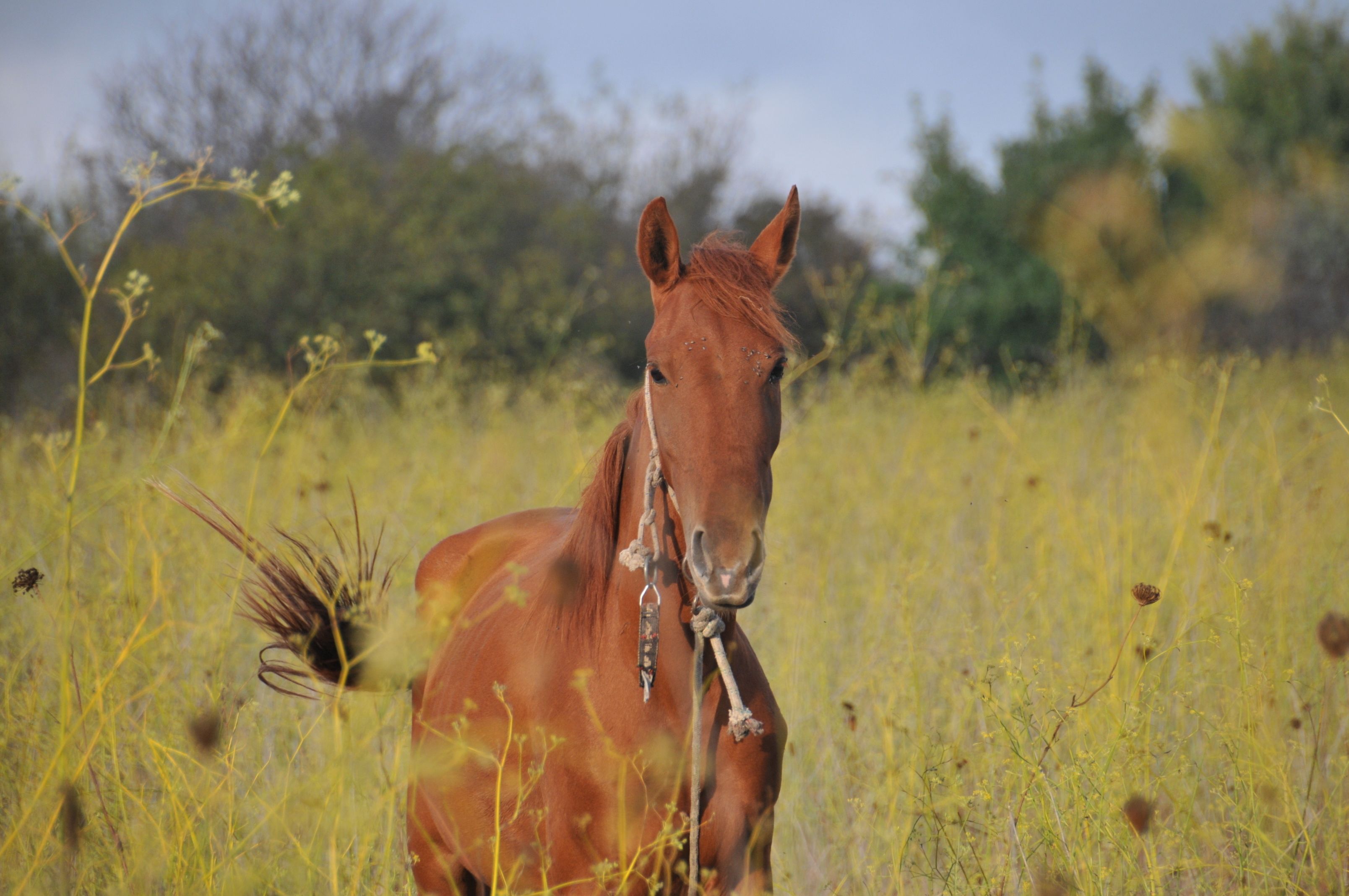 Een paard in een veld met hoog gras en bomen op de achtergrond.