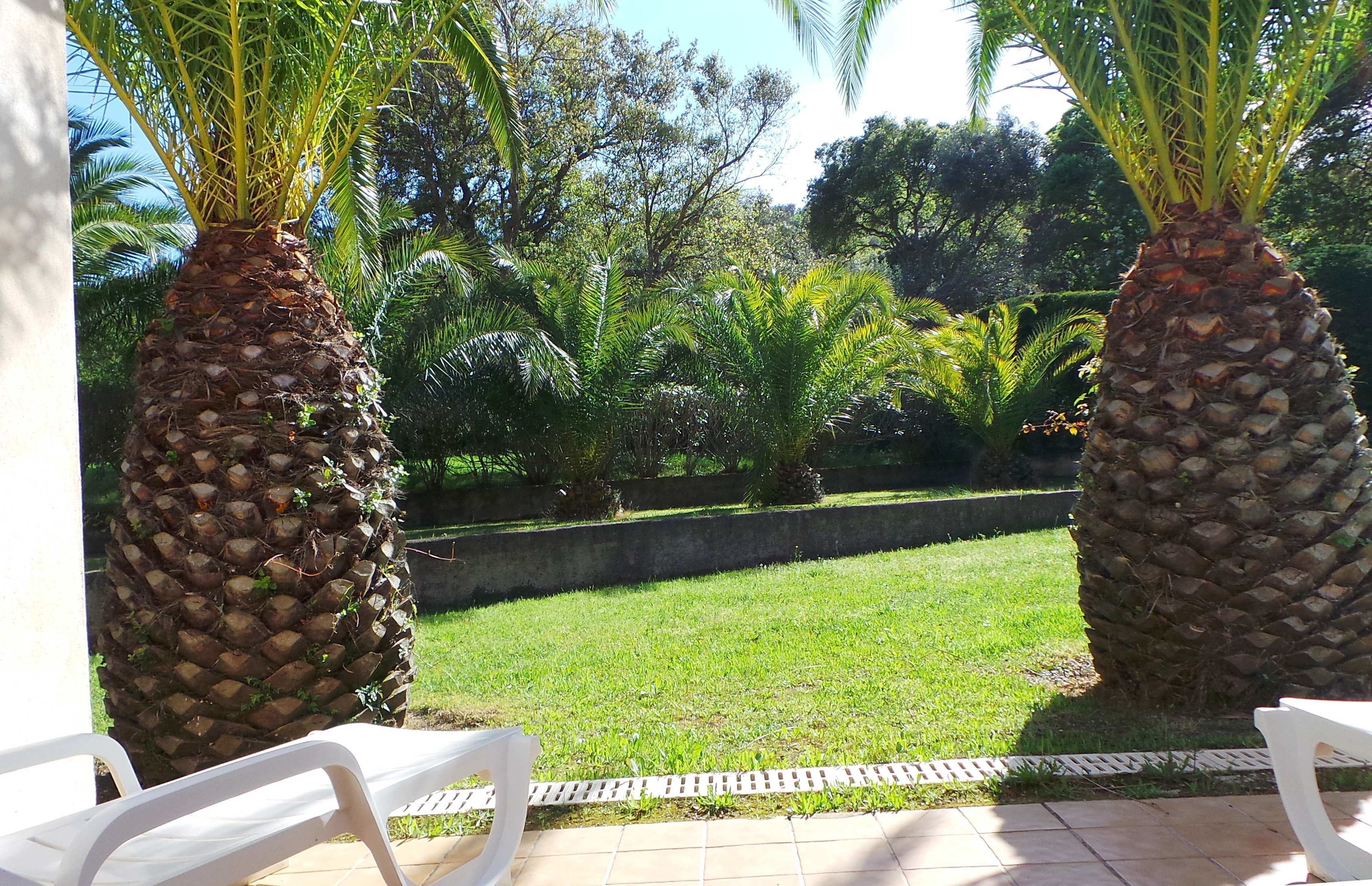 A patio area with two palm trees, a grassy lawn, and white chairs.