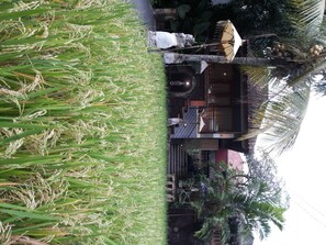 Exterior - Bali Putra Villa (Ubud)