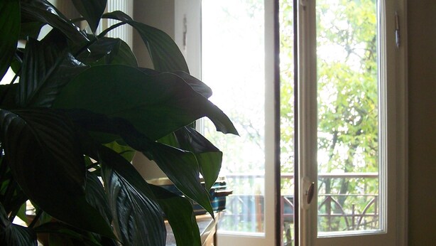 Una habitación con un ventanal grande, una silla de madera y una planta.