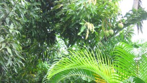 Garden - Apartment Espoir (Gros Islet)