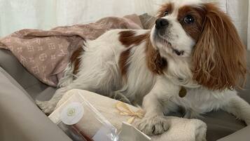 A dog lying on a couch with a package in front of it.