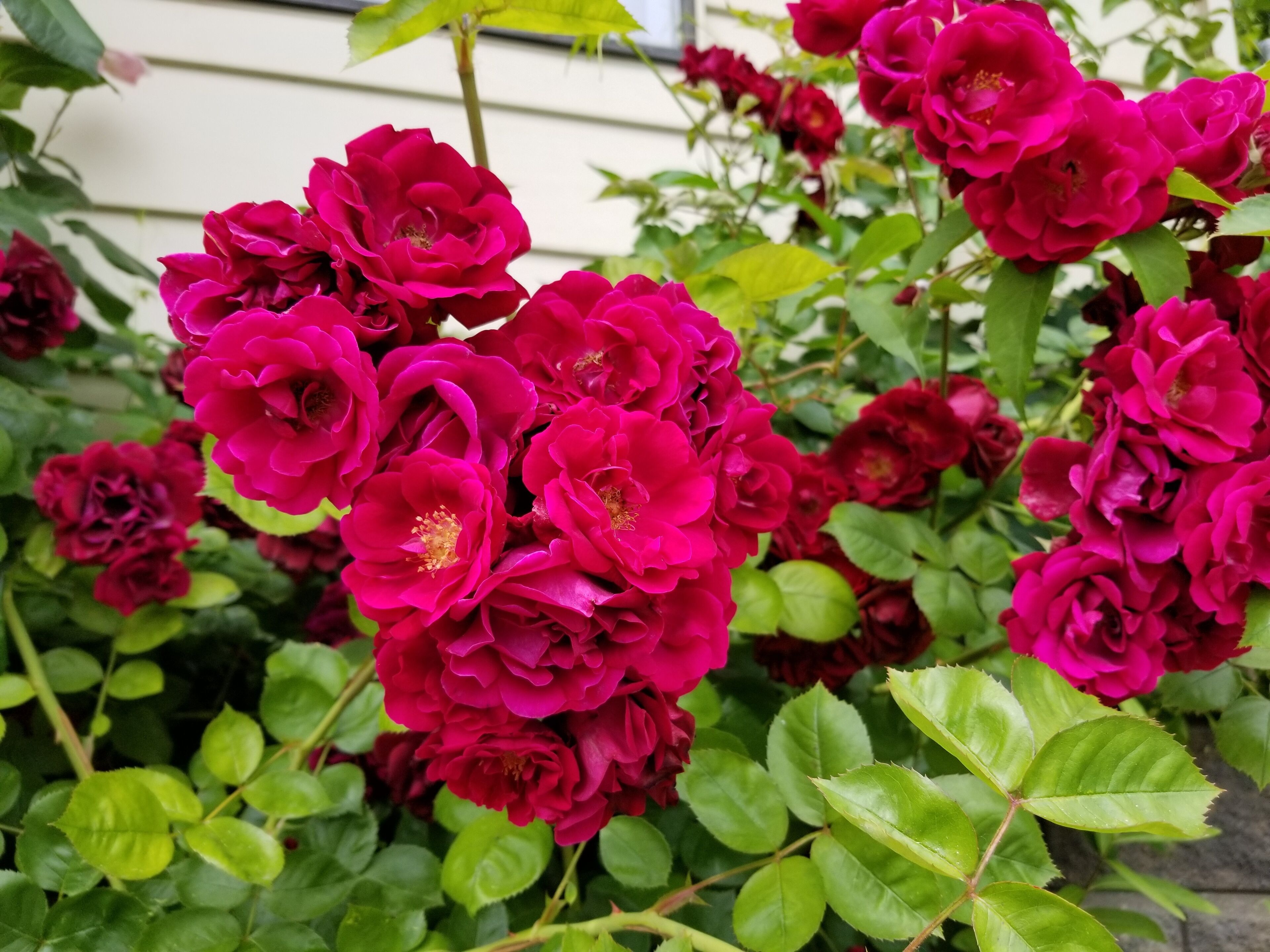 Un jardin où s’épanouissent de magnifiques rosiers roses et où la végétation luxuriante offre un écrin de verdure.