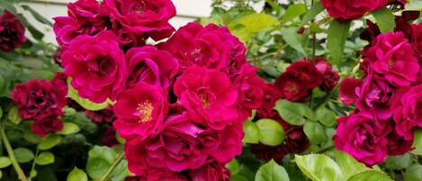 Un jardin où s’épanouissent de magnifiques rosiers roses et où la végétation luxuriante offre un écrin de verdure.