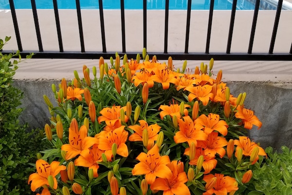 Khuôn viên nơi lưu trú