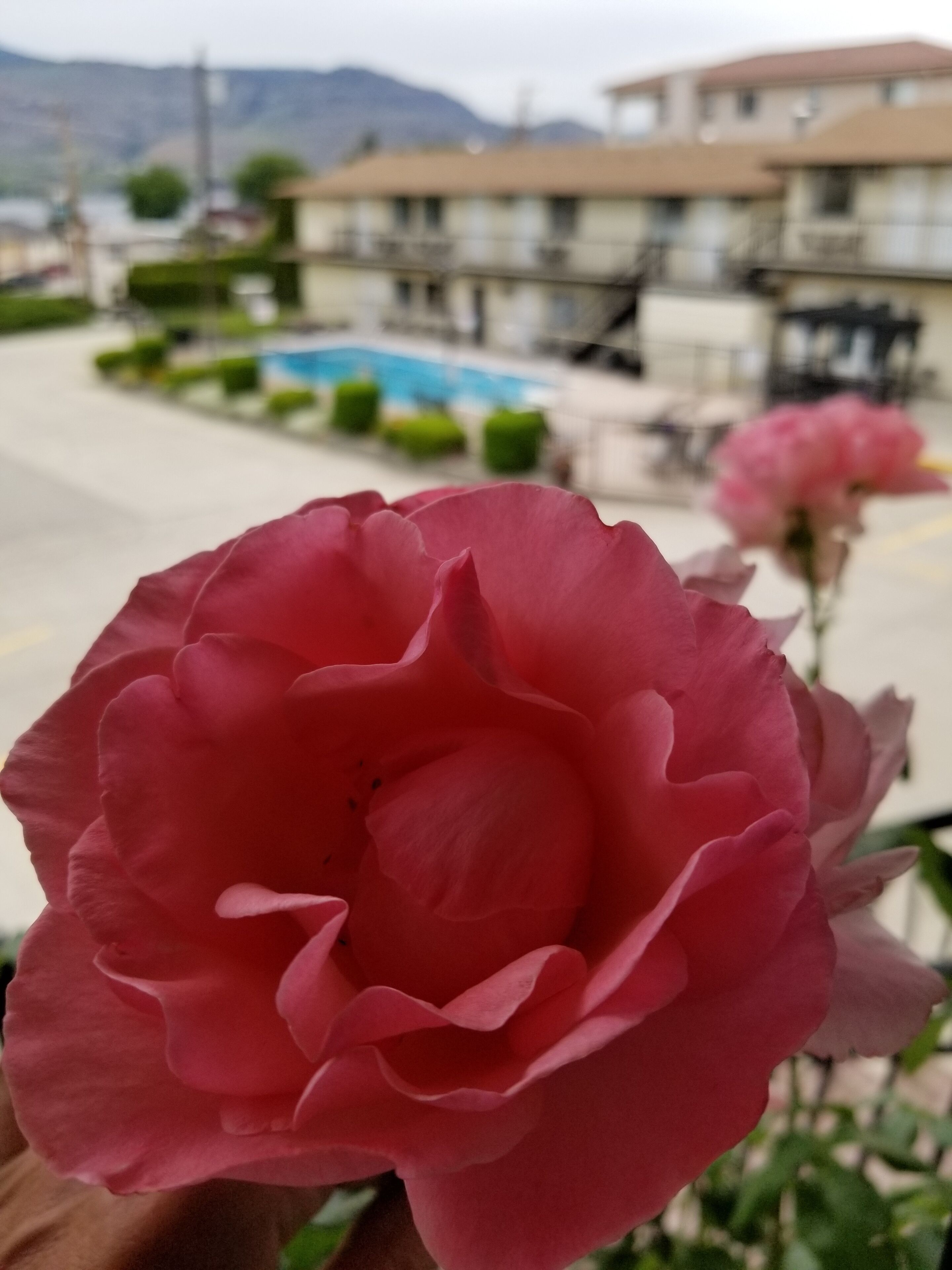 A pink flower in focus with a blurred background of a building and a pool.