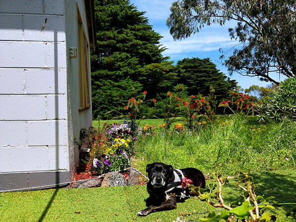 A dog lying on grass in front of a white building with a garden full of flowers.