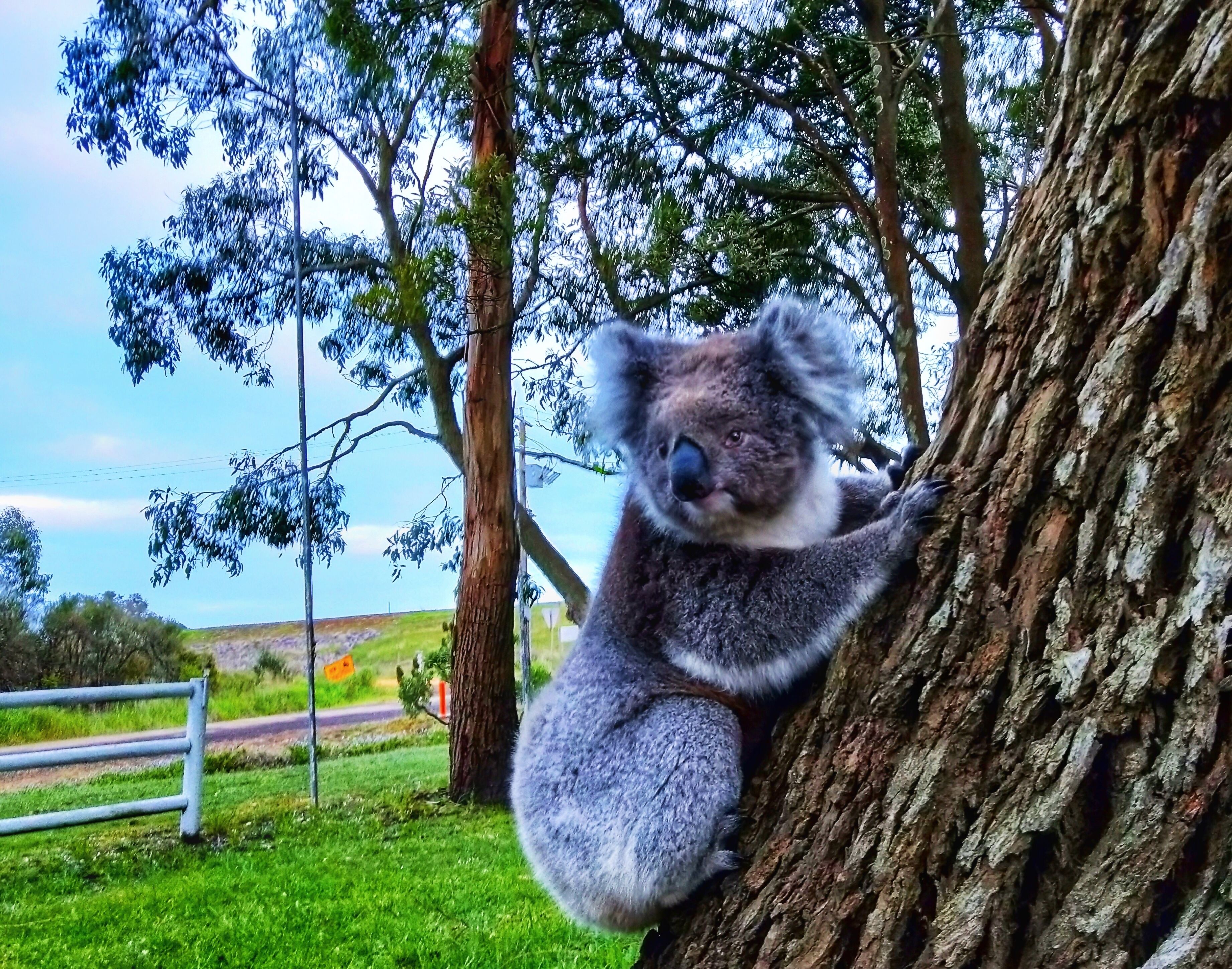 Un koala aferrado a un tronco de árbol.