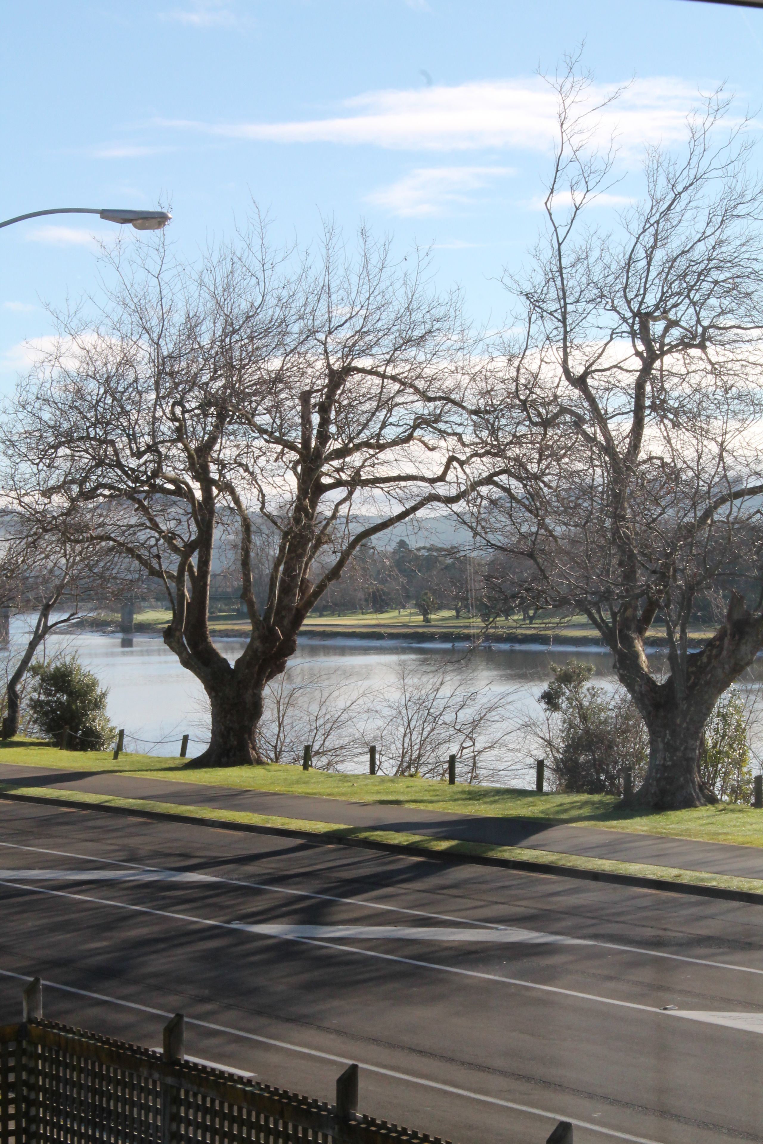 A view of a park with a large tree, a body of water, and a bridge in the background.