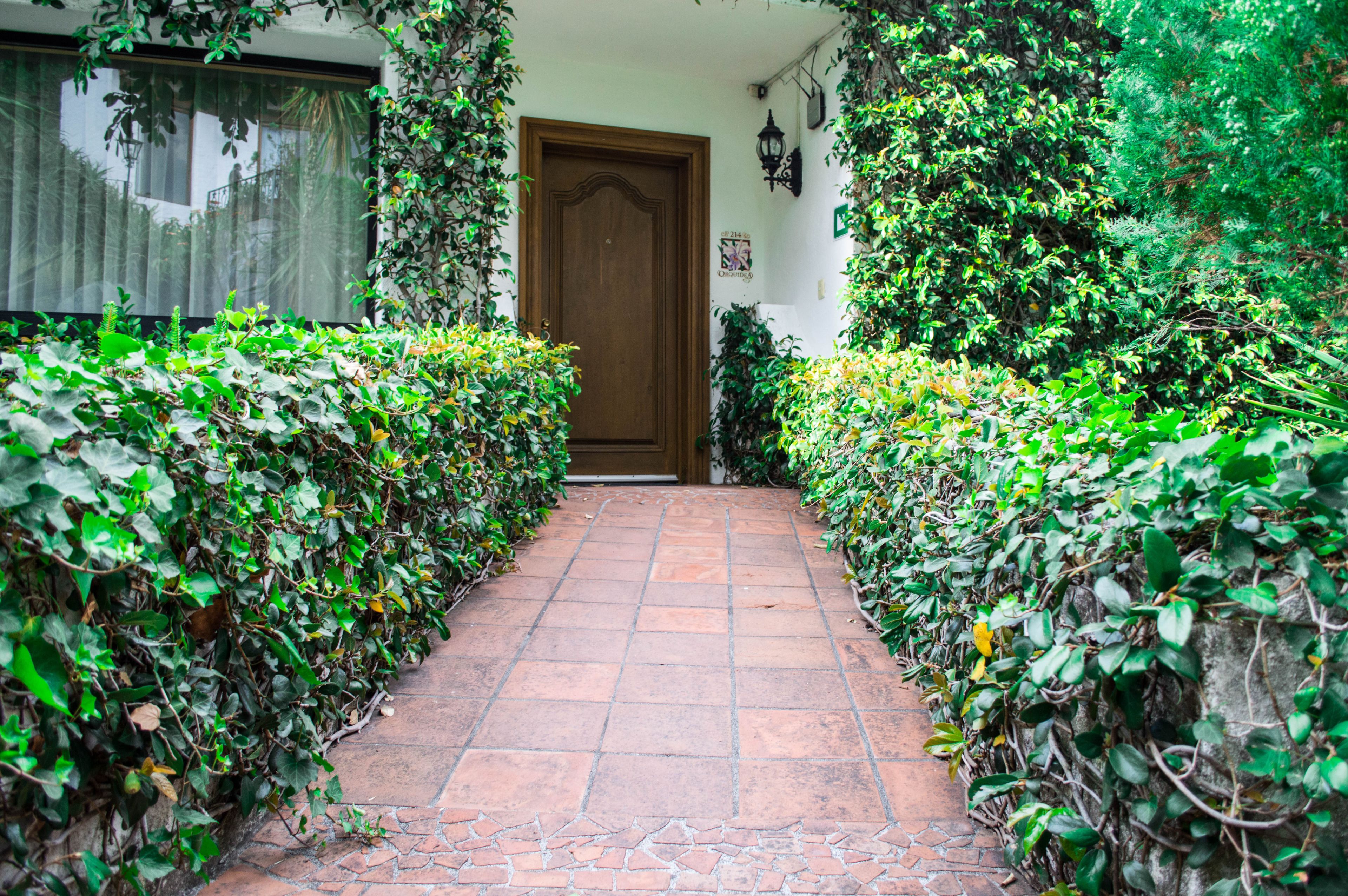 A stone pathway leading to a wooden door, flanked by lush green hedges.